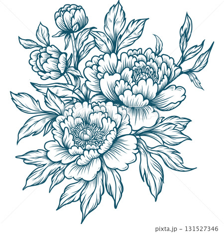 Peony Flower Line Art Illustration 131527346
