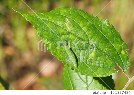 アカボシゴマダラの幼虫 131527484