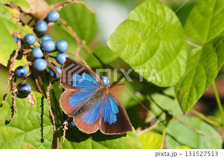 ムラサキシジミ(メス) ムラサキシジミ(メス) 131527513