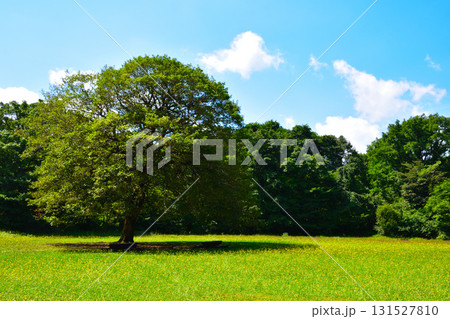 大きな木のある公園 131527810