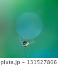 水滴のついたタンポポの綿毛と玉ボケが幻想的で美しい 水滴のついたタンポポの綿毛と玉ボケが幻想的で美しい 131527866