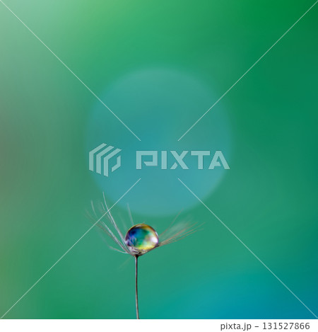 水滴のついたタンポポの綿毛と玉ボケが幻想的で美しい 水滴のついたタンポポの綿毛と玉ボケが幻想的で美しい 131527866