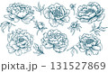Collection of Peony Flowers Line art Illustrations in Vintage Botanical Style 131527869