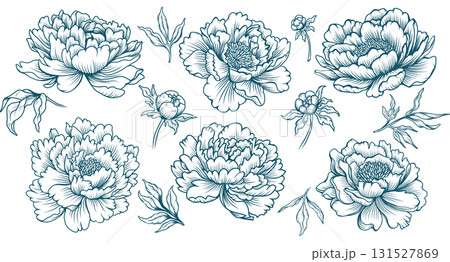 Collection of Peony Flowers Line art Illustrations in Vintage Botanical Style 131527869