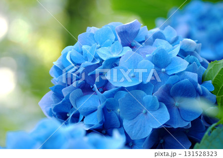 青い紫陽花 131528323