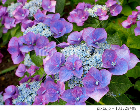 紫の装飾花 131528409