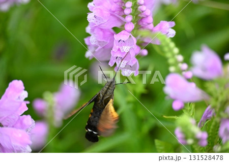 花の蜜を吸うクロホウジャク 花の蜜を吸うクロホウジャク 131528478