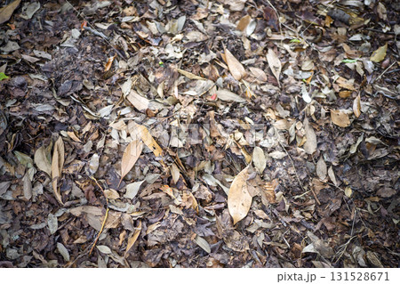 公園の落ち葉 落ち葉 葉っぱ 秋 冬 イメージ 131528671