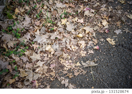 公園の落ち葉 落ち葉 葉っぱ 秋 冬 イメージ 131528674