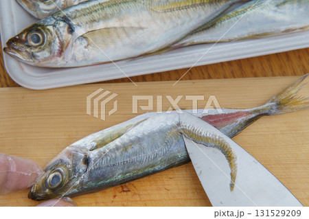 真アジを捌く|ゼイゴを取る 真アジを捌く|ゼイゴを取る 131529209