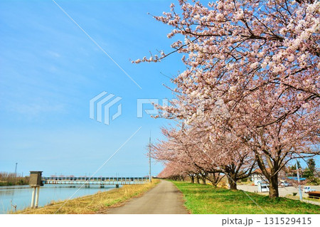 新潟県新発田市加治川堤の桜 131529415