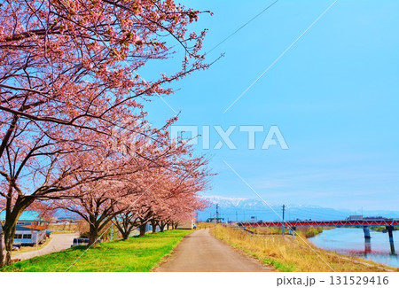 新潟県新発田市加治川堤の桜 新潟県新発田市加治川堤の桜 131529416