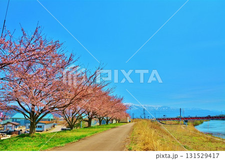 新潟県新発田市加治川堤の桜 131529417