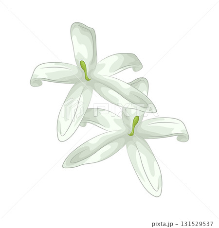 Illustration of jasmine 131529537