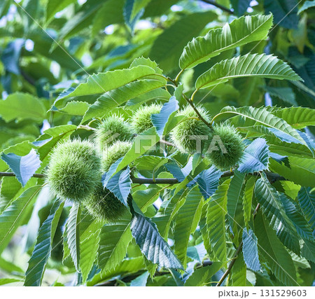 Chestnuts on Tree 131529603