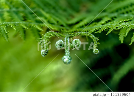 Young Fern Shoots Young Fern Shoots 131529604