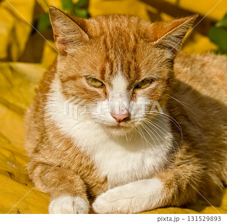 Cozy golden cat on vibrant yellow surface 131529893