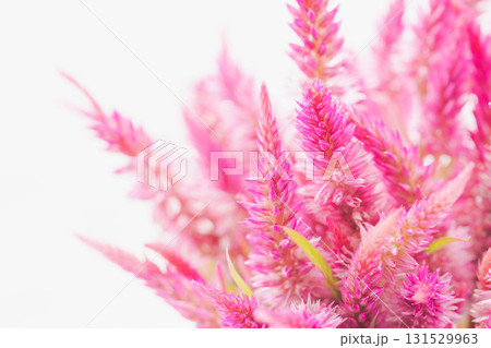 ケイトウのピンクの花を白背景でマクロ撮影08 131529963