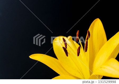 黄色の百合の花を黒背景で撮影17 黄色の百合の花を黒背景で撮影17 131529998