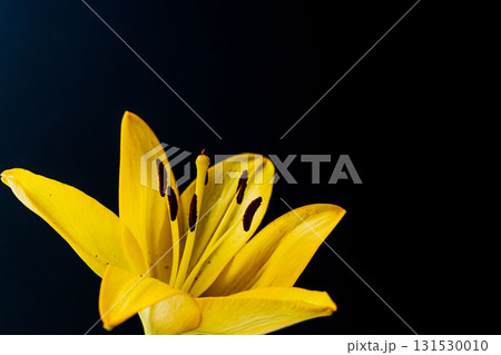 黄色の百合の花を黒背景で撮影27 131530010