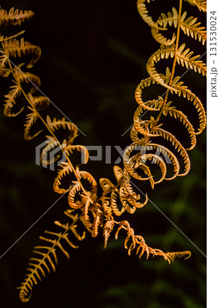 Brown Eagle Fern on Black Background 131530024