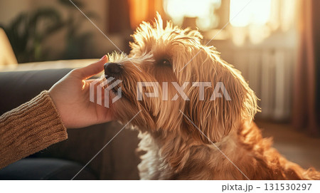 リビングで飼い主になでられる犬 131530297