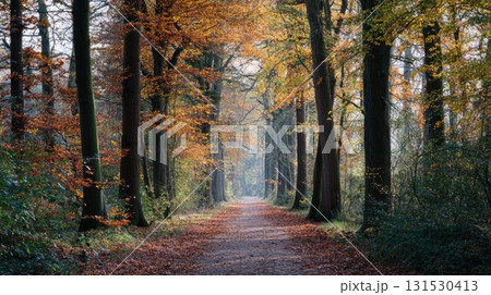Pathway Through Autumn Forest With Vibrant Foliage. Serene Nature Walk In Fall Season Pathway Through Autumn Forest With Vibrant Foliage. Serene Nature Walk In Fall Season 131530413