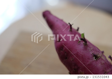 芽が出たサツマイモ 131531043