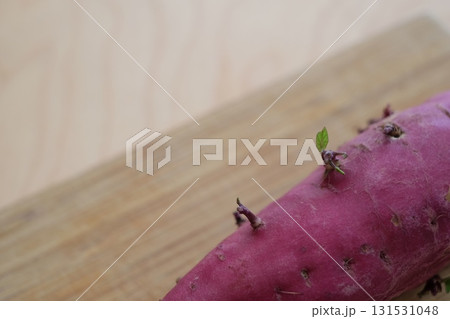 芽が出たサツマイモ 芽が出たサツマイモ 131531048