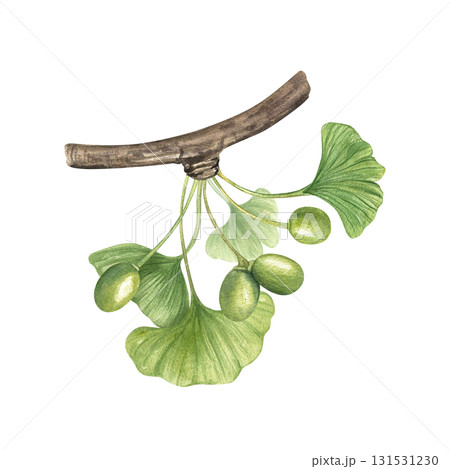 Green Gingko Biloba leaves and pods on branch watercolor illustration on isolated background. Hand painted ginkgo plant with berries on twig. For medical, herbal, and wellness projects. Green Gingko Biloba leaves and pods on branch watercolor illustration on isolated background. Hand painted ginkgo plant with berries on twig. For medical, herbal, and wellness projects. 131531230