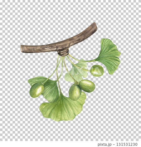 Green Gingko Biloba leaves and pods on branch watercolor illustration on isolated background. Hand painted ginkgo plant with berries on twig. For medical, herbal, and wellness projects. Green Gingko Biloba leaves and pods on branch watercolor illustration on isolated background. Hand painted ginkgo plant with berries on twig. For medical, herbal, and wellness projects. 131531230