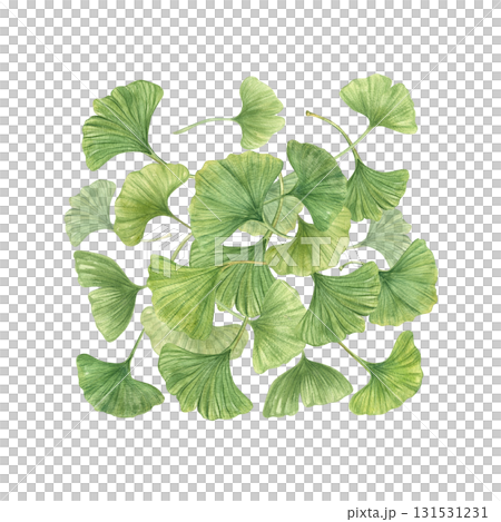 Pile of green Gingko Biloba leaves watercolor illustration on isolated background. Hand painted ginkgo plant natural cognitive supplement ingredient. For medical packaging, health blogs. Pile of green Gingko Biloba leaves watercolor illustration on isolated background. Hand painted ginkgo plant natural cognitive supplement ingredient. For medical packaging, health blogs. 131531231