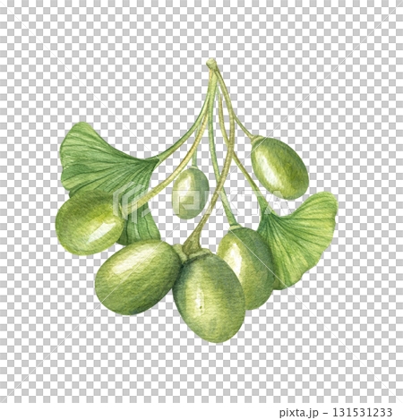 Ginkgo Biloba plant watercolor illustration on isolated background. Green leaves and berries of maidenhair tree. Medical floral ingredient for beauty design, body care cream packaging decor. 131531233
