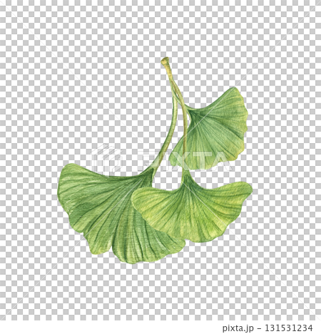 Three green Gingko biloba leaves watercolor illustration on isolated background. Spring healthy leaf of tropical plant in realistic style. for medical or herbal package design, wellness poster. Three green Gingko biloba leaves watercolor illustration on isolated background. Spring healthy leaf of tropical plant in realistic style. for medical or herbal package design, wellness poster. 131531234