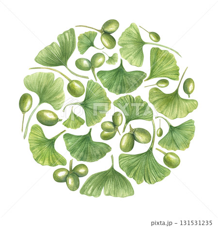 Ginkgo Biloba leaves and pods arranged evenly in circle watercolor illustration on isolated background. Green leaves and berries of maidenhair tree. Herbal organic ingredient for body care cream decor Ginkgo Biloba leaves and pods arranged evenly in circle watercolor illustration on isolated background. Green leaves and berries of maidenhair tree. Herbal organic ingredient for body care cream decor 131531235