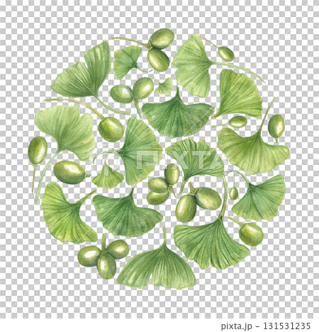 Ginkgo Biloba leaves and pods arranged evenly in circle watercolor illustration on isolated background. Green leaves and berries of maidenhair tree. Herbal organic ingredient for body care cream decor Ginkgo Biloba leaves and pods arranged evenly in circle watercolor illustration on isolated background. Green leaves and berries of maidenhair tree. Herbal organic ingredient for body care cream decor 131531235