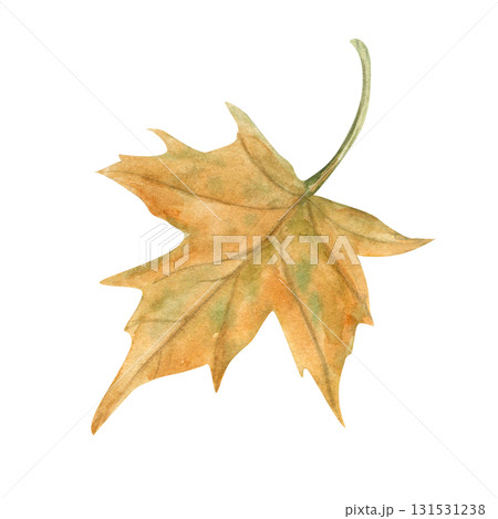 Single red orange maple leaf watercolor illustration on isolated illustration. Hand painted autumn falling leaves. Floral fall forest element for seasonal designs, decor, greeting cards. 131531238