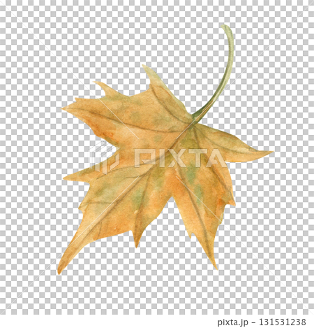 Single red orange maple leaf watercolor illustration on isolated illustration. Hand painted autumn falling leaves. Floral fall forest element for seasonal designs, decor, greeting cards. 131531238