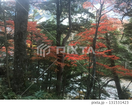 霧に包まれた紅葉 131531423