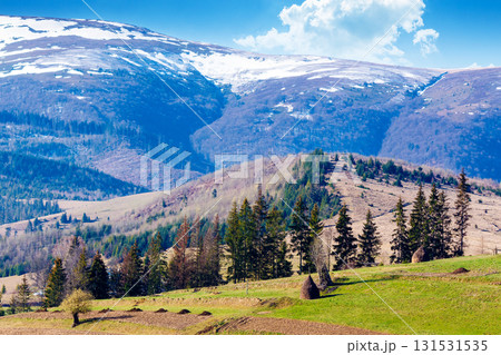 mountainous countryside landscape in spring. grassy field on slope of a hill. borzhava mountain ridge with snow capped tops in the distance. sunny weather with clouds on the blue morning sky mountainous countryside landscape in spring. grassy field on slope of a hill. borzhava mountain ridge with snow capped tops in the distance. sunny weather with clouds on the blue morning sky 131531535