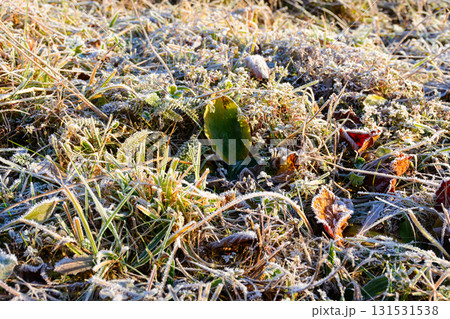 frost on the ground. leaves and grass in first hoarfrost. closeup image. cold weather of november on a sunny morning 131531538