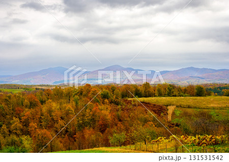 autumn landscape in mountains with village in the valley. overcast morning sky over carpathian countryside in fall season. beautiful location with colorful forest 131531542