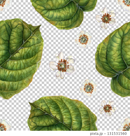 White blooming flowers, green kiwi leaves on a seamless pattern on a white background. Spring botanical template for home, children's, kitchen textiles, wrapping, wallpapers, for drinks, food design White blooming flowers, green kiwi leaves on a seamless pattern on a white background. Spring botanical template for home, children's, kitchen textiles, wrapping, wallpapers, for drinks, food design 131531560
