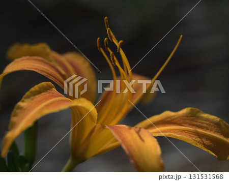 9月に美しく咲いたオレンジ色のノカンゾウ 9月に美しく咲いたオレンジ色のノカンゾウ 131531568