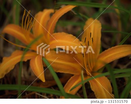 9月に美しく咲いたオレンジ色のノカンゾウ 9月に美しく咲いたオレンジ色のノカンゾウ 131531570