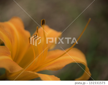 9月に美しく咲いたオレンジ色のノカンゾウ 131531573