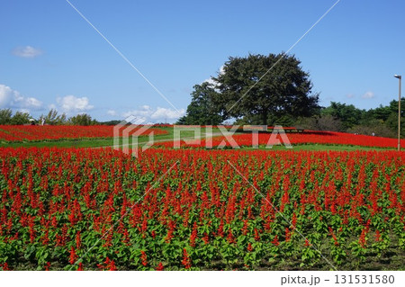 日本最大級のフラワーパーク「とっとり花回廊」：サルビア満開の花の丘 131531580
