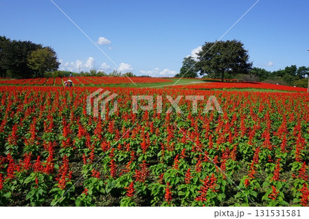 日本最大級のフラワーパーク「とっとり花回廊」：サルビア満開の花の丘 131531581