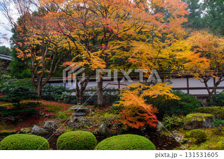 御寺　泉涌寺の御座所庭園の紅葉 131531605