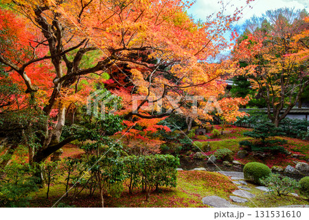 御寺　泉涌寺の御座所庭園の紅葉 131531610